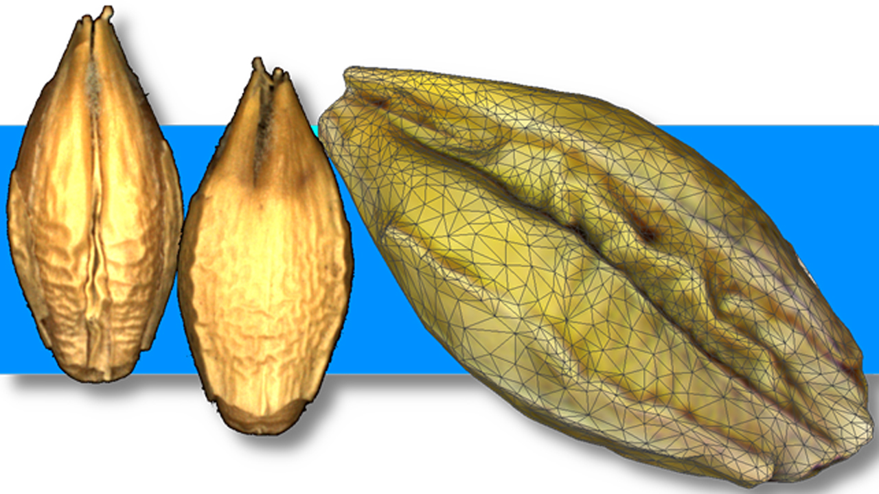 Food Image Analysis
