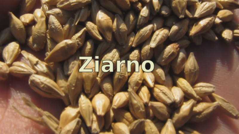 mp4 - Stand for automatic evaluation of parameters and classification of grain
